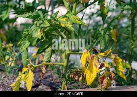 Rote Tomate durch Krankheit und Schädlinge von Herbstblättern und Früchten der Tomate beschädigt Stockfoto