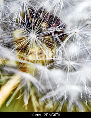 Eine Makroaufnahme eines Löwenzahns auf einem gelb-grünen Hintergrund. Nahaufnahme Stockfoto