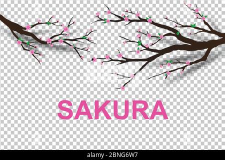 Papierkunst von Sakura Baum traditionell für Happy Chinese New Year isoliert auf weißem transparenten Hintergrund.Vektor-Illustration Stock Vektor