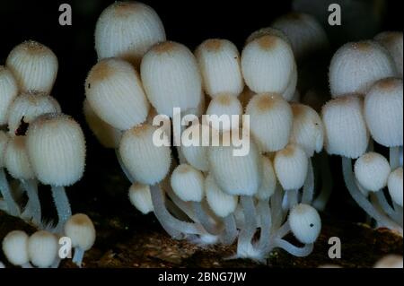 Pilze im Regenwald in der Nähe von Cana Feldstation, Darien Nationalpark, Darien Provinz, Republik Panama. Stockfoto