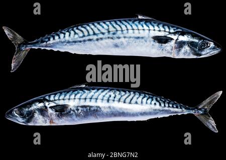 Makrelenfisch isoliert auf schwarzem Hintergrund. Gefrorener Fisch. eisgekühlter atlantischer Fisch. Makrele. Makrelenmuster. Makrelenstruktur. Leerer Speicherplatz. Kopierbereich. Stockfoto