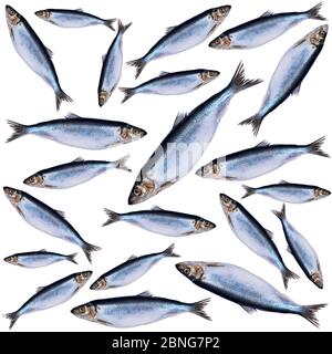 Heringsfischmuster isoliert auf weißem Hintergrund. Gefrorene Gruppe von Fisch Muster. iced atlantic Fisch. Heringe. Heringsmuster. Heringstruktur. Leer Stockfoto
