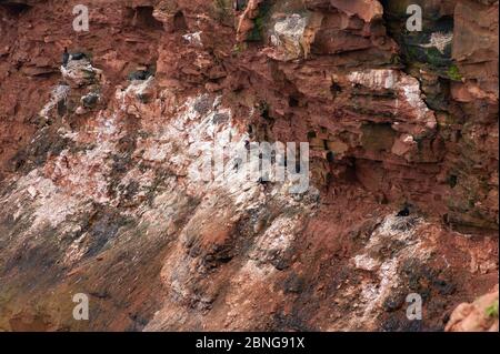 Kormorane Kolonie nisten auf einer steilen Klippe entlang der Küste. Prince Edward Island National Park, Kanada. Stockfoto