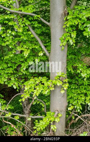 Carpinus betulus, Laub und Blätter an Bäumen in einem Wald auf dem Land, Westerwald Wälder in Rheinland-Pfalz, Deutschland, Westeuropa Stockfoto