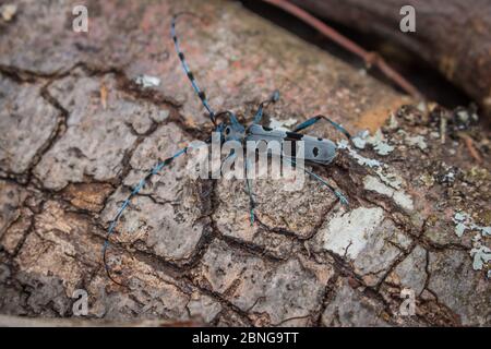 Ein ausgewachsener Alpine Langhornkäfer, lateinischer Name Rosalia alpina (Rosalia longicorn) auf der Rinde des Baumes Stockfoto