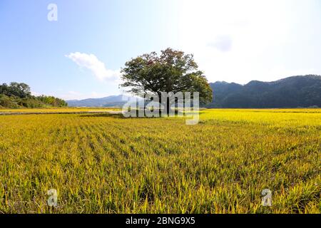 Herbstlandschaft mit gelbem Reisfeld und großer Zelkova. Chungcheongbuk-do, Südkorea Stockfoto