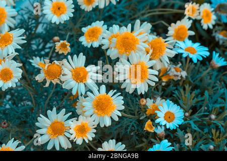 Knospen von Blumen auf einem Zweig im Frühjahr Stockfoto