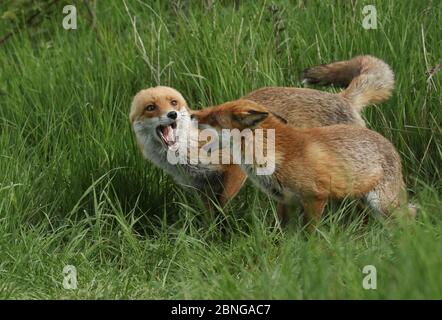 Ein Männchen und eine weibliche wilde Rotfüchse, Vulpes vulpes, treffen sich auf einem Feld, während sie auf der Jagd nach Nahrung sind. Beide haben sich den Mund offen gegenüber Stockfoto