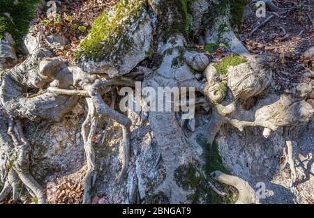 Freigelegte Baumwurzeln auf einem bewaldeten Hang in Trentino-Südtirol, Norditalien Stockfoto