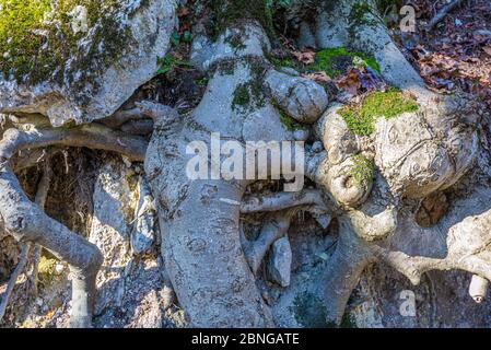 Freigelegte Baumwurzeln auf einem bewaldeten Hang in Trentino-Südtirol, Norditalien Stockfoto