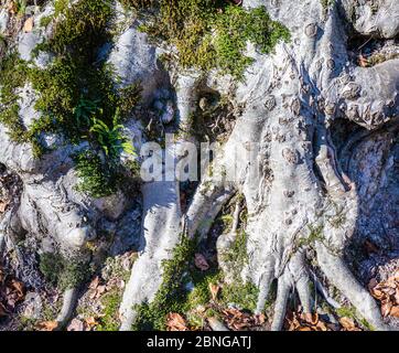 Freigelegte Baumwurzeln auf einem bewaldeten Hang in Trentino-Südtirol, Norditalien Stockfoto