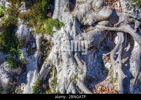 Freigelegte Baumwurzeln auf einem bewaldeten Hang in Trentino-Südtirol, Norditalien Stockfoto