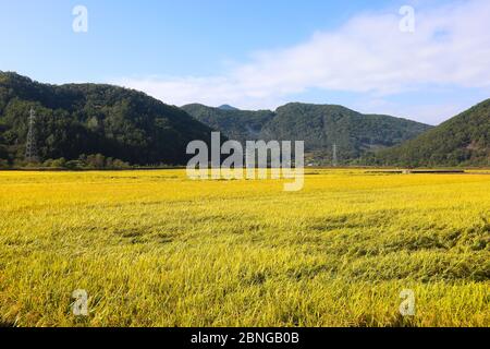 Herbst Reisfeld Landschaft. Chungcheongbuk-do, Südkorea Stockfoto