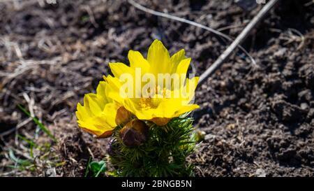 Selektive Fokusaufnahme von zwei gelben Blüten auf dem schlammigen Boden in einem Garten Stockfoto