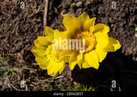 Selektive Fokusaufnahme von zwei gelben Blüten auf dem schlammigen Boden in einem Garten Stockfoto