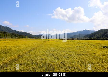 Herbst Reisfeld Landschaft. Chungcheongbuk-do, Südkorea Stockfoto