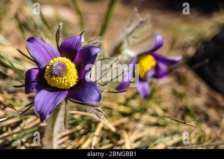 Selektive Fokusaufnahme einer exotischen gelben und violetten Blüten Aufgenommen an einem sonnigen Tag Stockfoto