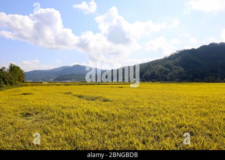 Herbst Reisfeld Landschaft. Chungcheongbuk-do, Südkorea Stockfoto