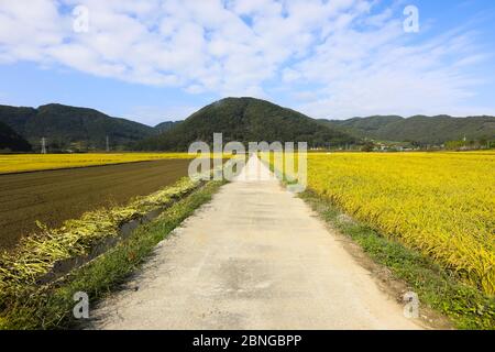 Straßenlandschaft zwischen Reisfeldern im Herbst. Chungcheongbuk-do, Südkorea Stockfoto