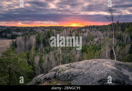 Landschaftlich reizvolle Waldlandschaft mit ruhiger Stimmung und idyllischem Sonnenuntergang am Frühlingsabend in Finnland Stockfoto