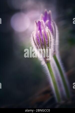 Passeflower mit Bokeh Hintergrund am Frühlingsabend in Finnland. Dies ist eine sehr seltene Wildblume. Stockfoto