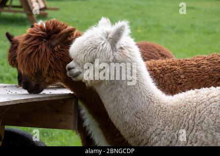 Weißer Alpaka, ein weißer Alpaka vor zwei braunen Alpaka. Selektiver Fokus auf den Kopf des weißen Alpaka. Stockfoto