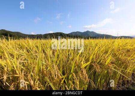 Herbst Reisfeld Landschaft. Chungcheongbuk-do, Südkorea Stockfoto