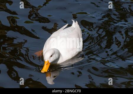 Große weiße schwere Ente auch bekannt als America Pekin Duck, schwimmt die Ente im dunklen Wasser mit Reflexen. Stockfoto