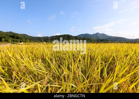 Herbst Reisfeld Landschaft. Chungcheongbuk-do, Südkorea Stockfoto