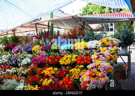 Schnittblumen auf dem Bauernmarkt auf dem Nossa Senhora da Paz Platz in Ipanema, Rio de Janeiro - Brasilien Stockfoto