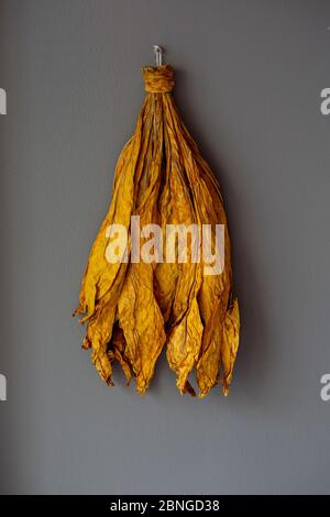 Tabakblatt an der Wand hängen Stockfoto