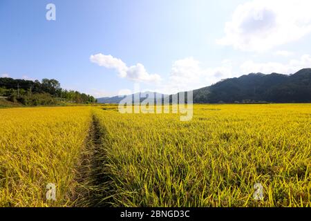 Herbst Reisfeld Landschaft. Chungcheongbuk-do, Südkorea Stockfoto