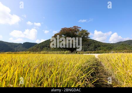 Herbst Reisfeld Landschaft. Chungcheongbuk-do, Südkorea Stockfoto