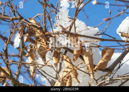Nahaufnahme von getrockneten Blättern und Schnee darauf Stockfoto