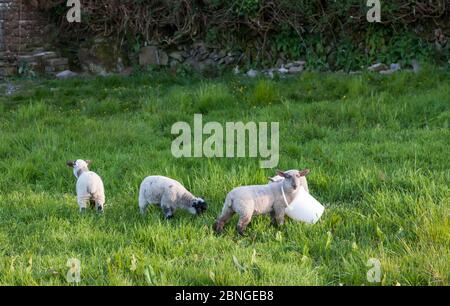 Goats Path, Bantry, Cork, Irland. Mai 2020. Ein junges Lamm wird nach der Fütterung in einen Eimer geklemmt und hat Schwierigkeiten, es zu bekommen, bis seine Besitzerin Mary O' Brien auf dem Ziegenpfad in Bantry, County Cork, Irland, zur Rettung kam. - Credit; David Creedon / Alamy Live News Stockfoto