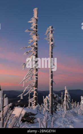 Tote Baume im Abendlicht Stockfoto