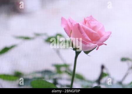 Blick auf eine Rose hinter einem verschwommenen Netz Stockfoto