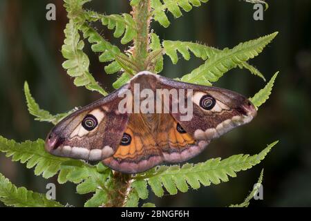 Kleines Nachtpfauenauge - Mennchen, Saturnia pavonia, kleine Kaiserfalter - männlich Stockfoto