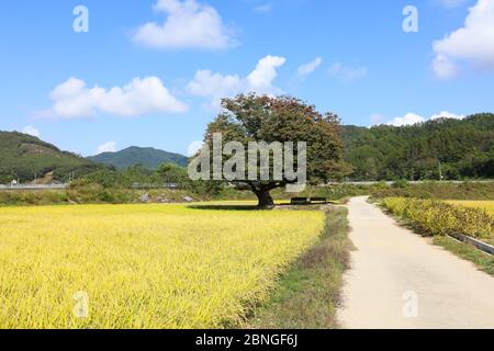 Schöner Herbst Reisfeld und Straße. Chungcheongbuk-do, Südkorea Stockfoto