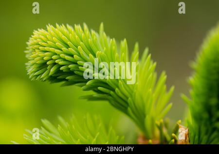 Picea, Piceoideae, Pinaceae, junge, die in einem Wald in Deutschland frische, grüne Fichtenzweige und Nadeln wachsen Stockfoto