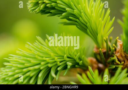 Picea, Piceoideae, Pinaceae, junge, die in einem Wald in Deutschland frische, grüne Fichtenzweige und Nadeln wachsen Stockfoto