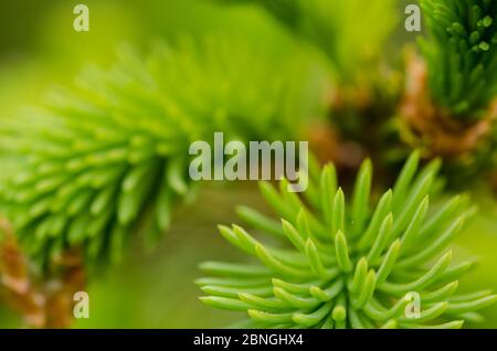 Picea, Piceoideae, Pinaceae, junge, die in einem Wald in Deutschland frische, grüne Fichtenzweige und Nadeln wachsen Stockfoto