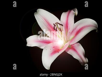 Studio-Nahaufnahme einer einzelnen weißen Lilienblume (lilium) mit rosa Streifen in der Mitte des Blattes und transluzenter Lichtquelle von hinten mit Linse Stockfoto