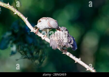 Ein junger Haussperling (Passer domesticus) wird heute Morgen von einem erwachsenen Mann in einem Garten in East Sussex, Großbritannien, gefüttert. Quelle: Ed Brown/Alamy Live News Stockfoto