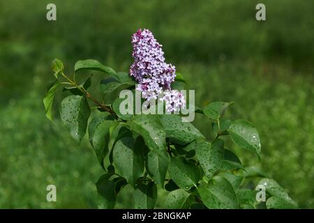 Einzelne Fliederblume nach dem Regen an einem sonnigen Tag. Frühlingsblüte. Schönes Blumenfoto. Fliederbuchse. Stockfoto