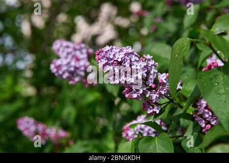 Flieder blüht nach dem Regen an einem sonnigen Tag. Frühlingsblüte. Schönes Blumenfoto. Flieder blühend. Stockfoto