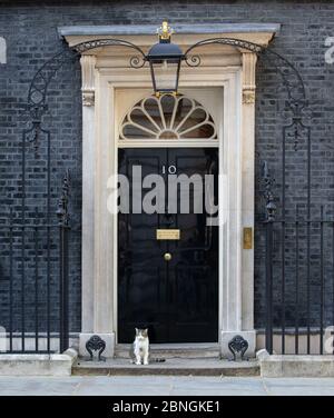 Larry, der Downing Street Katze und Chief mouser zum Kabinett Büro, sitzt an der Tür der Nummer 10 Downing Street. Stockfoto