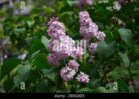 Flieder blüht nach dem Regen an einem sonnigen Tag. Frühlingsblüte. Schönes Blumenfoto. Pinker Fliederbusch. Stockfoto