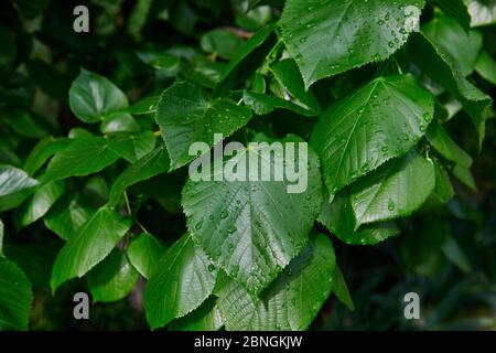 Frische Frühlingsgrüne Blätter nach dem Regen. Regentropfen auf dem grünen Busch. Sonniger Tag. Stockfoto
