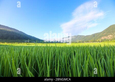 Vorderansicht der morgendlichen bergigen Gegend Reisfelder. Cheongsong, Gyeongsangbuk-do, Korea Stockfoto